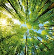 Zöldben gondolkodunk